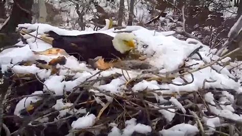 EagleCam eaglet dies when nest falls from tree after snowstorm